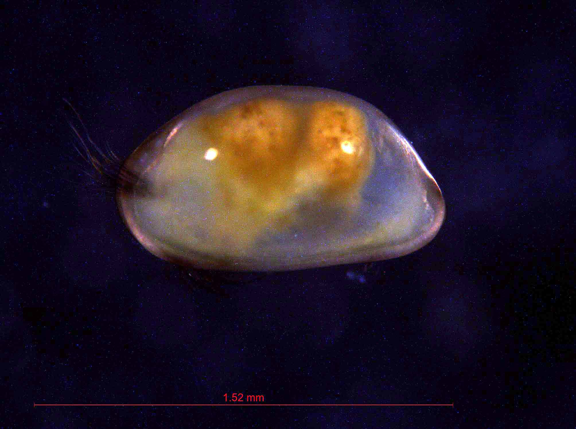 Представитель Семейства Bythocyprididae